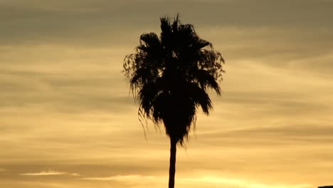 Palmensilhouette-Tropischer-Sonnenuntergang-Mit-Brise-California-Beach-Miami-Hawaii