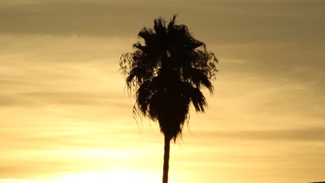 Palme-Silhouette-Tropischer-Sonnenuntergang-California-Beach-Miami-Hawaii