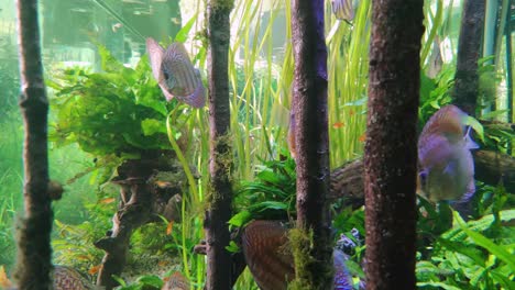 School-of-Red-Discus-fish-swimming-in-an-aquascape-in-slow-motion