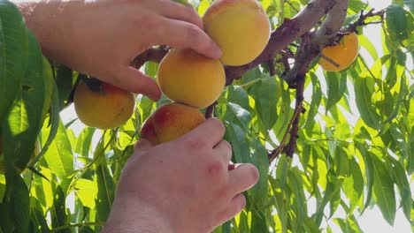 Pfirsichbaum-Mit-Früchten,-Die-Im-Garten-Wachsen