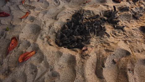 Erstaunliche-Aufnahmen-Von-Baby-Lederschildkröten,-Die-Aus-Dem-Nest-Im-Sand-Ausbrechen-Und-Auf-Den-Ozean-Zusteuern