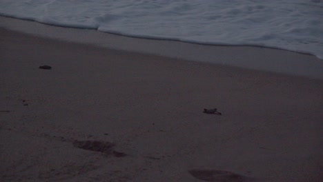 Jungtiere-Von-Baby-Lederschildkröten,-Die-Ihren-Weg-Zum-Strand-Finden-Und-Von-Den-Wellen-Weggeschwemmt-Werden,-Um-Ihr-Neues-Leben-Zu-Beginnen