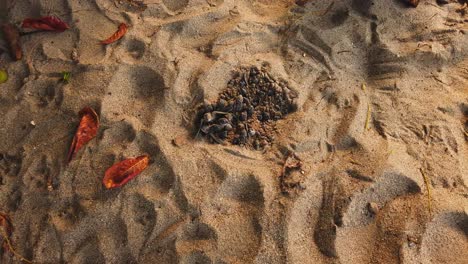 Leatherback-turtles-hacthlings-nest-just-before-they-make-a-break-for-the-ocean