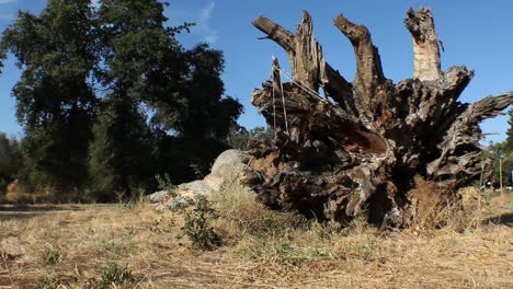 Large-Dead-Fallen-Tree-Massive-Root-Ball