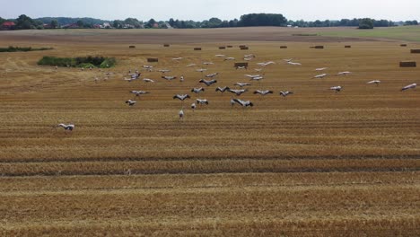 a-large-group-of-cranes-flying-over-a-mown-field-in-search-of-food