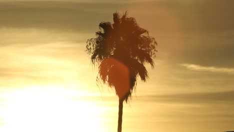 Palm-Tree-Silhouette-Tropical-Sunset-With-Lens-Flare-California-Beach-Miami-Hawaii