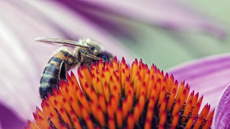 Honey-Bee-collects-pollen-from-a-purple-and-orange-cone-flower-and-cleans-itself
