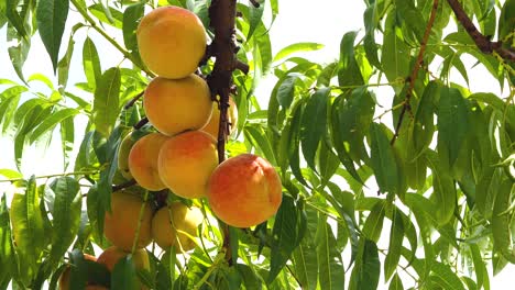 Peach-tree-with-fruits-growing-in-the-garden