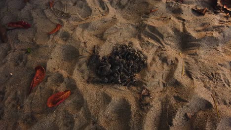 Leatherback-sea-turtles-in-the-nest-before-making-a-run-for-the-ocean