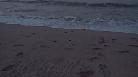 Baby-leatherback-turtles-heading-towards-the-sound-of-the-waves-after-making-it-out-of-the-nest