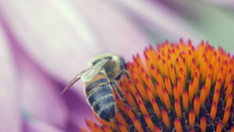 Honey-Bee-collects-pollen-from-a-purple-and-orange-cone-flower