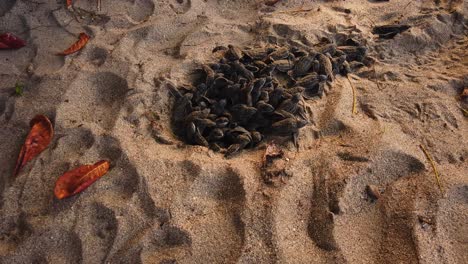 Amazing-footage-of-leatherback-hatchlings-clutch-of-babies-emerge-like-magic-from-the-sand-pit-and-make-their-way-to-the-ocean