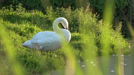 A-single-white-mute-swan-sits-in-greens-grass-by-a-ditch,-grooming-himself,-shot-through-unfocused-leaves-of-grass-in-the-foreground