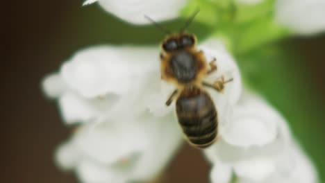 Honigbiene-Sammelt-Pollen-Von-Einer-Weißen-Blumenpflanze-Des-Löwenmauls