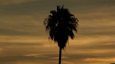 Palme-Silhouette-Tropischer-Sonnenuntergang-Dunkler-Bewölkt-Hintergrund-California-Beach-Miami-Hawaii