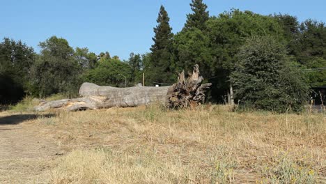 Large-Dead-Fallen-Tree-Wide-Shot-in-Dead-Grass