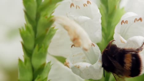 Bumble-Bee-collects-pollen-from-a-snapdragon-white-flower-plant
