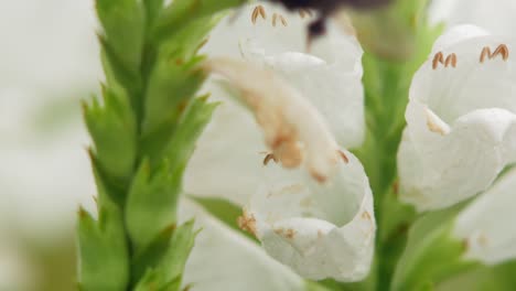 Bumble-bee-collects-pollen-from-a-snapdragon-white-flower-plant