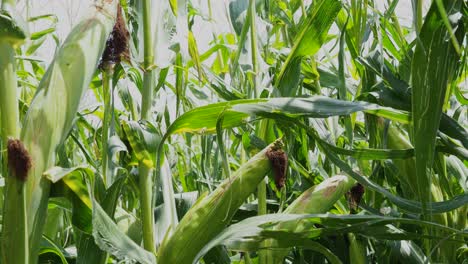 Corn-Field,-Mature-Green-Plants,-Maize,-Sweet-Corn-Cob,-Agriculture