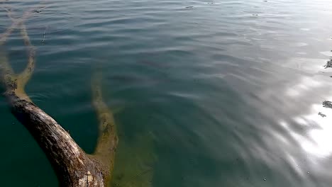 Carp-fish-swimming-just-under-the-lake-surface-near-a-fallen-old-tree