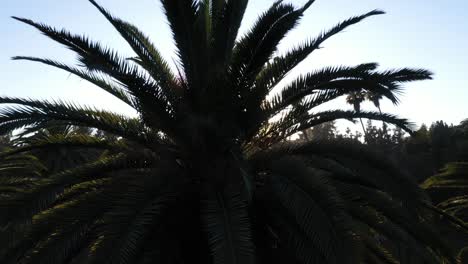 Drohnenaufnahme-Mehrerer-Palmen,-Die-Sich-Während-Der-Goldenen-Sonnenuntergangsstunde-Mit-Sonneneruption-Und-Klarem-Blauem-Himmel-In-Los-Angeles,-Kalifornien-Park,-Picknickbereich-Mit-Einem-Rosa-Hüpfburg-Schwenken