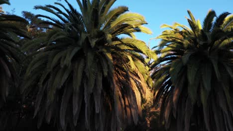Drohnenaufnahme-Mehrerer-Palmen,-Die-Während-Der-Goldenen-Sonnenuntergangsstunde-Mit-Klarem-Blauem-Himmel-In-Los-Angeles,-Kalifornien,-Nach-Links-Schwenken