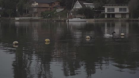 Cisne-De-Cuello-Negro-Nadando-En-El-Lago-Vichuquen