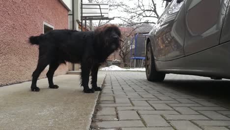 Alter-Schwarzer-Hund-Bellt-Neben-Einem-Grauen-Auto