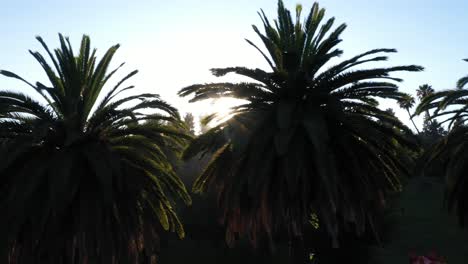 Drohnenaufnahme-Mehrerer-Palmen,-Die-Während-Der-Goldenen-Sonnenuntergangsstunde-Mit-Sonne,-Die-Durch-Palmen-Späht,-Und-Klarem-Blauem-Himmel-In-Los-Angeles,-Kalifornien,-Park,-Schwenken