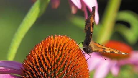 Kleiner-Schildpatt-Schmetterling-Frisst-Pollen-Auf-Purpurroter-Kegelblume