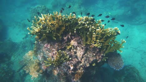 Eine-Wunderschöne-Unterwasserszene-In-Zeitlupe-An-Einem-Korallenriff-Auf-Der-Insel-Perhentian-In-Malaysia-Mit-Fischen,-Die-An-Der-Kamera-Vorbeischwimmen