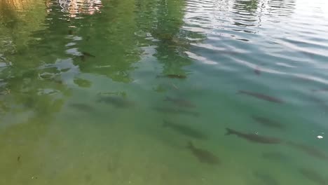 Fish-swimming-just-under-the-surface-of-the-clear-lake-water,-SLOMO
