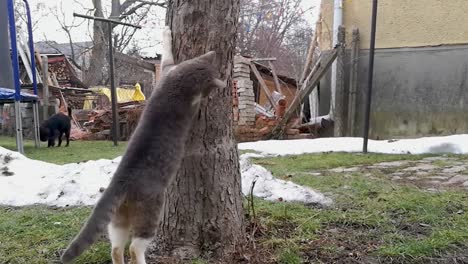 Gray-cat-sharpening-its-claws-on-the-tree-in-the-yard