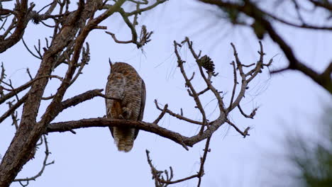 Great-Horned-owl-sitting-on-an-oak-brach