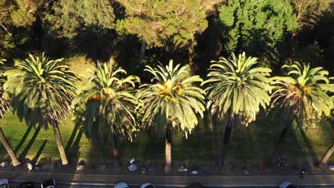 Drone-Schoss-Von-Oben-Nach-Unten,-Kippte-Mehrere-Palmen-Und-Einen-Parkplatz-Während-Der-Goldenen-Sonnenuntergangsstunde-In-Los-Angeles,-Kalifornien-Park