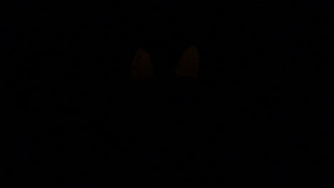 Hohe-Jack-O-Laternensilhouette-Mit-Strobe-kürbislicht-Halloween-Zentriert