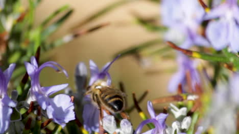 Nahaufnahme-Einer-Biene,-Die-Einen-Rosmarinstrauch-Bestäubt