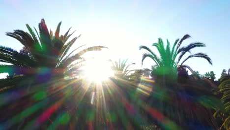 Drohnenaufnahme-Mehrerer-Palmen,-Die-Während-Der-Goldenen-Sonnenuntergangsstunde-Mit-Sonne,-Die-Durch-Palmen-Späht,-Und-Klarem-Blauem-Himmel-In-Los-Angeles,-Kalifornien,-Park,-Schwenken