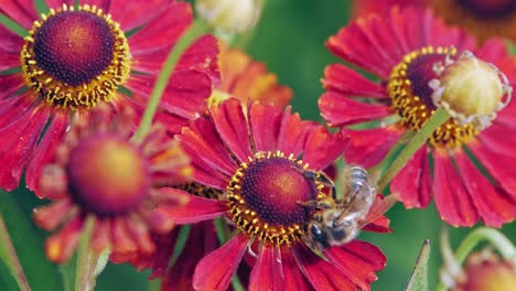 Eine-Honigbiene-Sammelt-Nektar-Von-Schönen-Heleniumblumen-Mit-Roter-Mitte-Und-Blütenblättern
