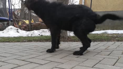 Schwarzer-Hund,-Der-Den-Schmutz-Von-Seinem-Fell-Auf-Dem-Bürgersteig-Abschüttelt