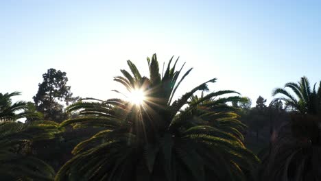 Drohnenaufnahme-Einer-Großen-Palme,-Die-Während-Der-Goldenen-Sonnenuntergangsstunde-Hochschwenkt,-Wobei-Die-Sonne-Durch-Die-Palme-Und-Den-Klaren-Blauen-Himmel-In-Los-Angeles,-Kalifornien-Park,-Späht
