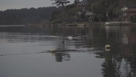 Cisne-De-Cuello-Negro-Nadando-En-El-Lago-Vichuquen