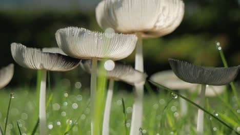 Group-of-white-mushrooms-in-grass-with-morning-dew,-close-up,-panning-horizontal