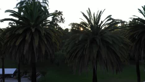 Drohnenaufnahme-Mehrerer-Palmen,-Die-Sich-Während-Der-Goldenen-Sonnenuntergangsstunde-Mit-Sonneneruption-Und-Klarem-Blauem-Himmel-In-Los-Angeles,-Kalifornien-Park-Picknickbereich-Schwenken