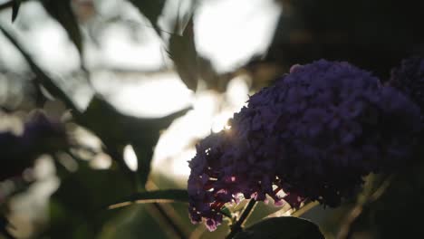 Butterfly-on-flower-illuminated-by-evening-sun,-backlight,-close-up,-slow-motion