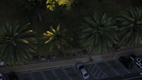 Drone-shot-starting-on-closeup-of-palm-trees-and-zooming-out-to-reveal-many-palm-trees,-parking-lot-and-road-in-Los-Angeles,-California-park