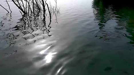 Pescado-Comiendo-Hierba-De-La-Superficie-De-Un-Lago-De-Agua-Clara