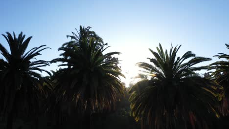 Drohnenaufnahme-Einer-Großen-Palme,-Die-Direkt-Während-Der-Goldenen-Sonnenuntergangsstunde-Schwenkt,-Wobei-Die-Sonne-Durch-Die-Palme-Und-Den-Klaren-Blauen-Himmel-In-Los-Angeles,-Kalifornien-Park,-Späht