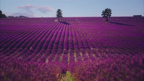4K-UHD-Cinemagraph-of-a-beautiful-Lavender-Field-in-the-famous-Provence-at-Côte-d'Azur-in-France