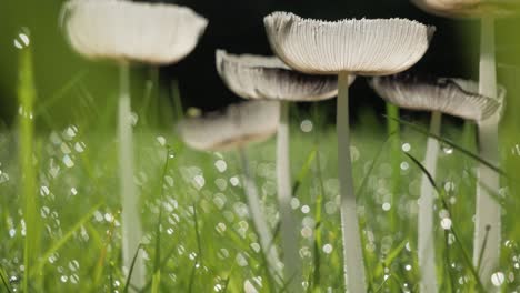 Group-of-mushrooms-in-grass-with-dew-droplets,-close-up,-vertical-panning-shot